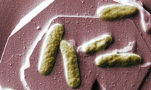 科學家研制生物電池 未來手機或可靠糞便驅(qū)動