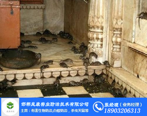 邯鄲滅白蟻、滅蟑螂，老鼠，蚊蟲、蒼蠅13年實戰(zhàn)經(jīng)驗