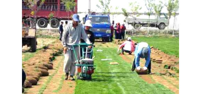 供應(yīng)起草皮機 本田汽油百慕大草坪移植機機 自走式鏟草皮機