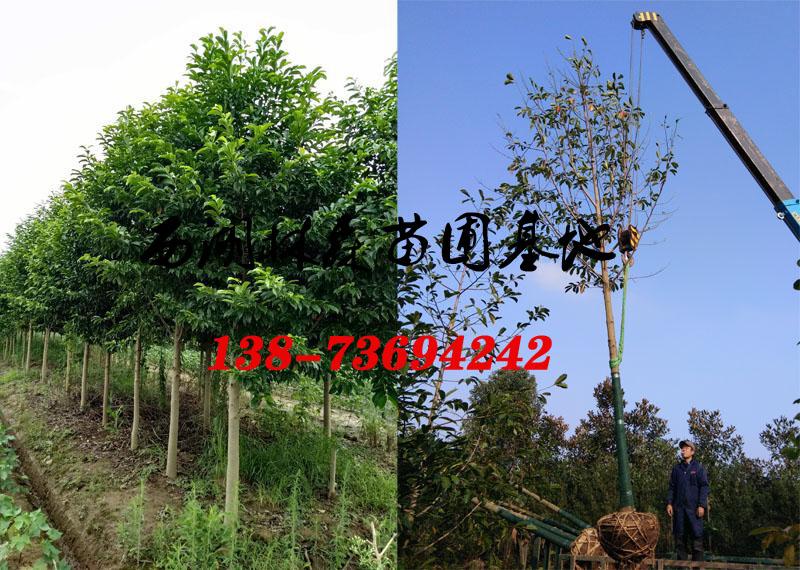 樂(lè)昌含笑基地|8公分-10公分-12公分樂(lè)昌含笑價(jià)格