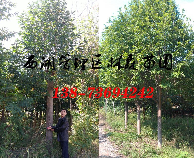 8-10公分樂(lè)昌含笑價(jià)格|12-15公分樂(lè)昌含笑價(jià)格