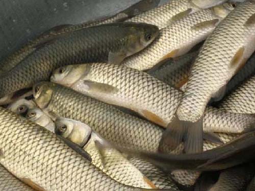 東莞可信賴的蔬菜配送，東莞食材配送公司