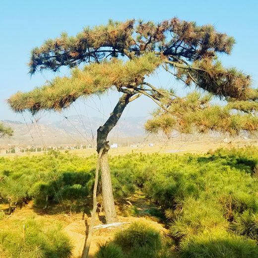 山東造型松樹價(jià)格怎么樣，山東造型松基地就看秀景園林