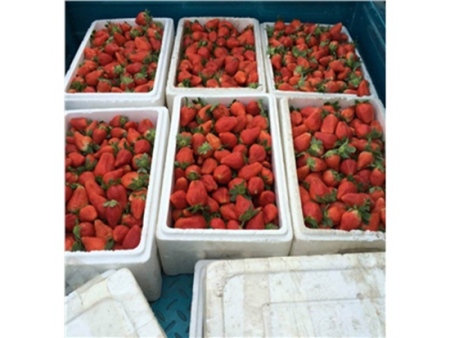 菏澤愛莎草莓苗|買白雪公主草莓苗當(dāng)然選蕓豐草莓苗繁育基地