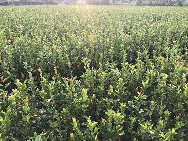 供應湖南有品質(zhì)的景逸源兩年生杯苗