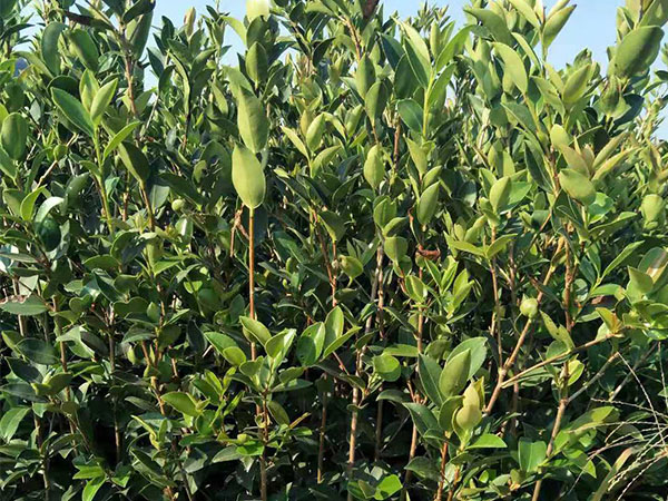 購(gòu)買(mǎi)新茂兩年生杯苗就選新茂苗木