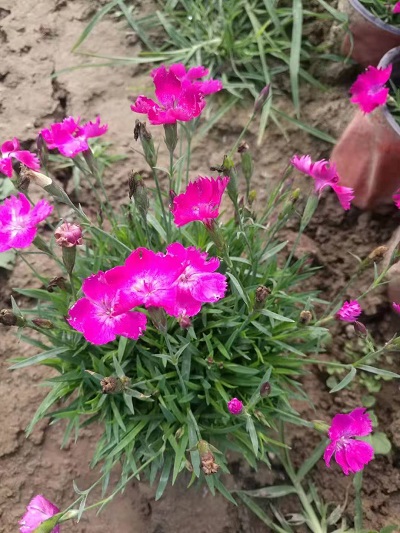 花團(tuán)錦簇！歐石竹穴盤苗歐石竹批發(fā)價(jià)格歐石竹小苗