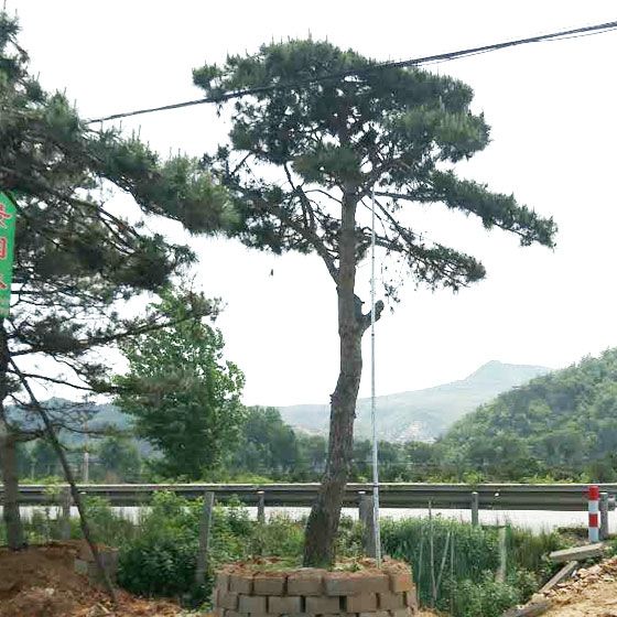 優(yōu)良山東景觀松批發(fā)|景觀松基地-景觀松價(jià)格