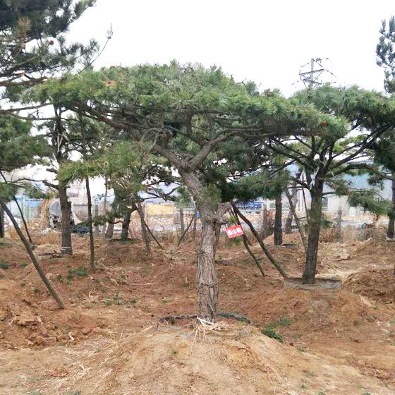 造型景觀松找秀景園林_品種優(yōu)良，造型景觀松價(jià)格