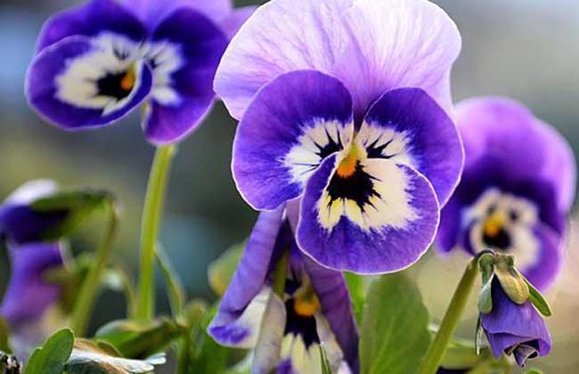 【不選我后悔】三色堇價格，三色堇供應商，三色堇種植基地