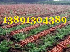 陜西萬畝優(yōu)質(zhì)紅蘿卜基地批發(fā)，紅蘿卜產(chǎn)地批發(fā)價(jià)格