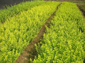 上海造林小苗，青楓，紅楓，紅葉石楠，紫薇，桂花，茶花